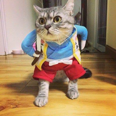 Fun little costumes ideal for cats
